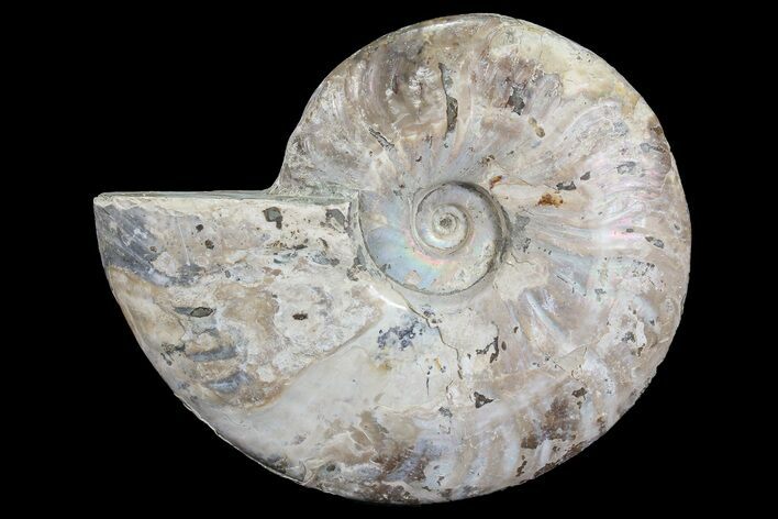 Silver Iridescent Ammonite - Madagascar #77108